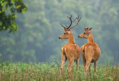 history-kanha