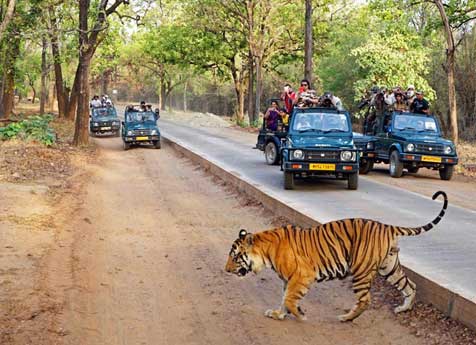 jeep-safari-kanha