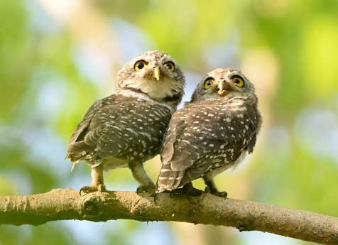 kanha bird watching