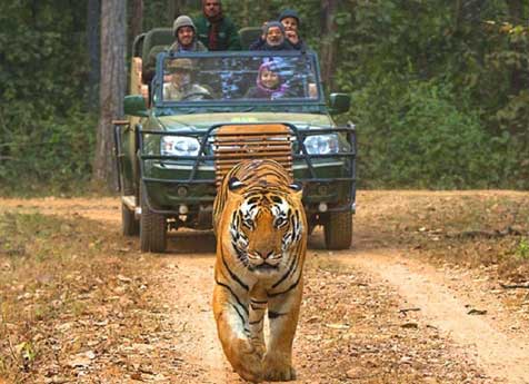 kanha-monsoon