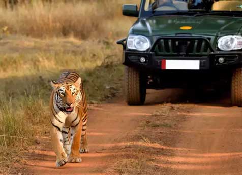 kanha-vehicle