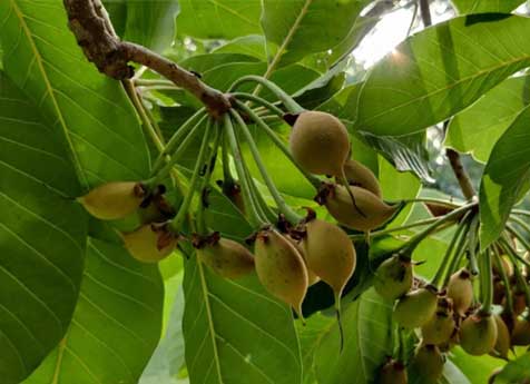 mahua-trees